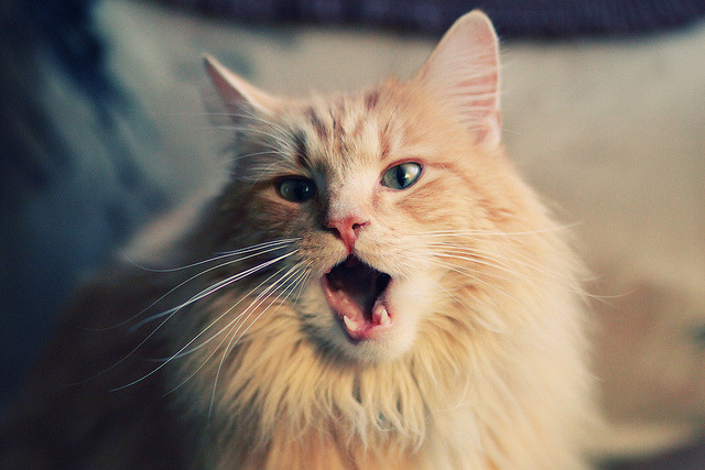 布鲁诺·卡博克洛在NBA夏季联赛中展现适应能力，布鲁诺卡波科洛 2kol2