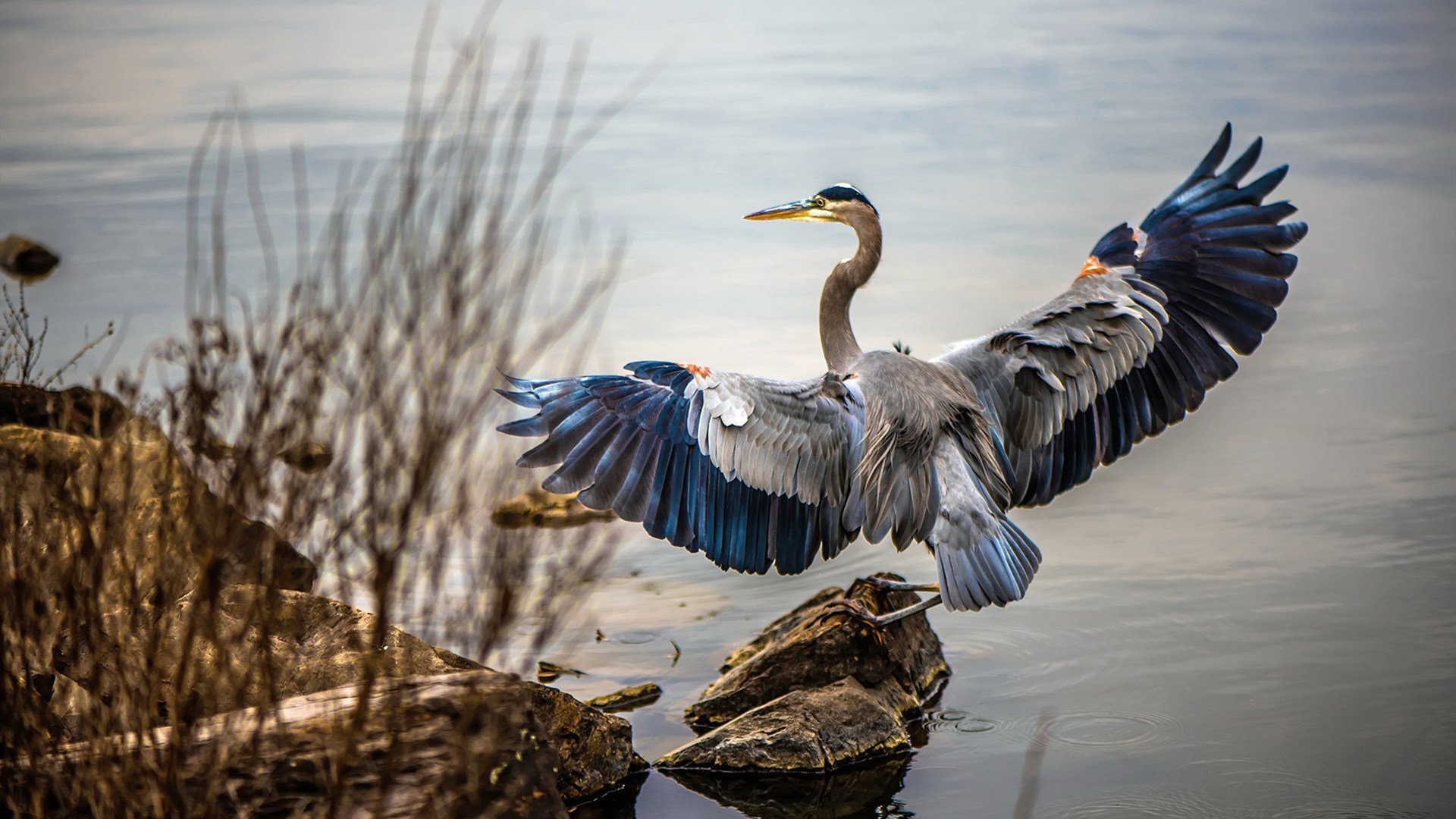 九游官网pc-_篮网队攻防兼备，领跑全联盟_，篮网队篮球