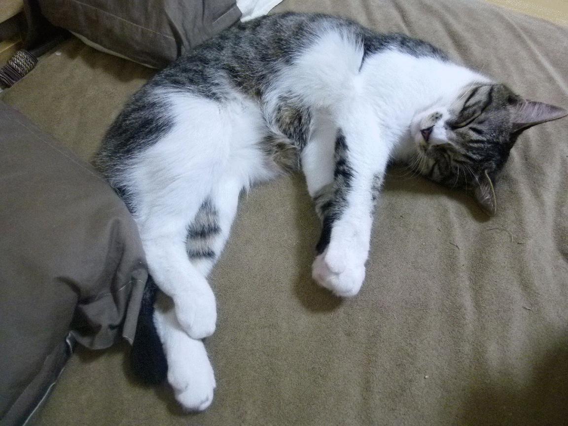 九游下载安装-利物浦经历伤病困扰，拼尽全力争取胜利，利物浦现状