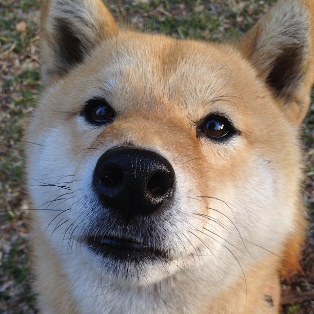 九游平台官网-史上最具观赏价值的进攻阵容盘点，进攻大全